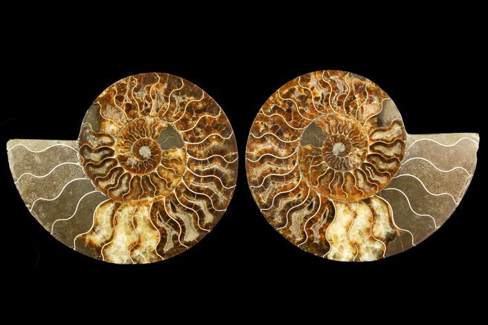 Agatized Ammonite Fossil - Madagascar #145218